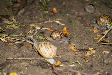 Snails in the ground after the rain