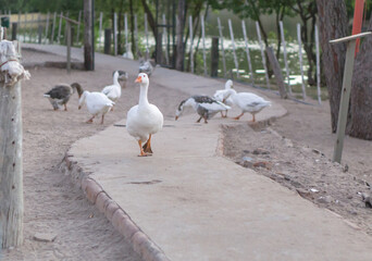 Fototapeta premium Duck walking tranquil away from flock, inside the path