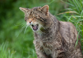 Scottish Widlcat (felis silvestris)
