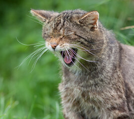 Scottish Widlcat (felis silvestris) Yawning