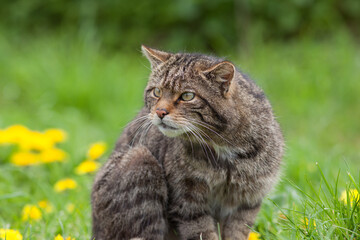 Scottish Widlcat (felis silvestris)
