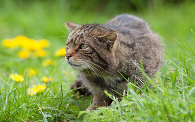 Scottish Widlcat (felis silvestris)