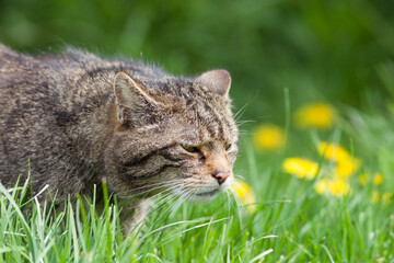 Scottish Widlcat (felis silvestris)