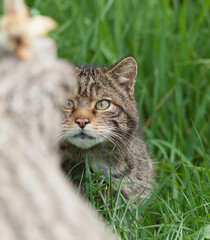 Naklejka na ściany i meble Scottish Widlcat (felis silvestris)