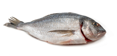 Gilt-head bream fresh raw fish dorada without scales and gills, ready for cooking. Picture of isolated dorade on white background for the fish seafood market menu