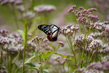 渡をする蝶で知られるアサギマダラの舞う里