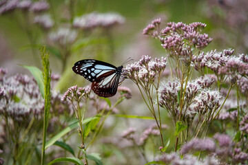 渡をする蝶で知られるアサギマダラの舞う里