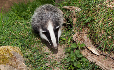 Young Badger (meles meles) in Woodland © Richard Hadfield