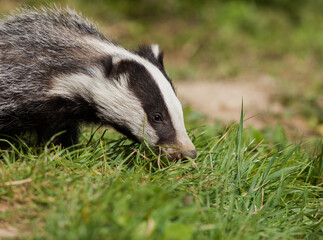 Young Badger (meles meles) in Woodland Portrait © Richard Hadfield
