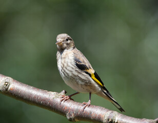 Juvenile Goldfinch (carduelis carduelis)