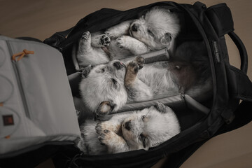 Three little cute puppies in a backpack