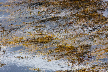 Abstract Seaweed kelp floats on the surface of a Scottish sea loch with the reflection of clouds in the water.