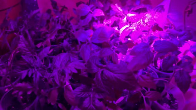 A plant under ultraviolet light, young tomato seedlings under a pink lamp. Seedling