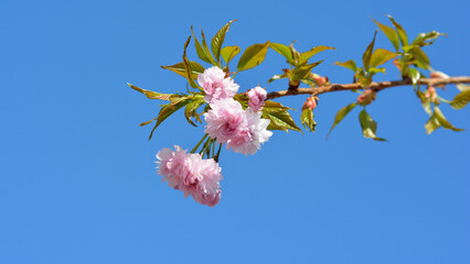 Gałązka z różowymi pękami wiosennych kwiatów na tle nieba.