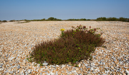 Landscape of shingle at Dungeness Kent.  A small outcrop of pioneer plants including a bramble and...