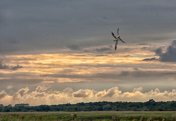 Two black-headed gulls (Chroicocephalus ridibundus) fly closely over an East-Anglian reed bed in the evening as the sun sets.