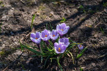 purple spring crocus flowers