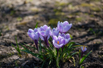 purple spring crocus flowers