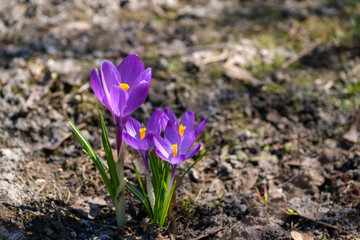 purple spring crocus flowers