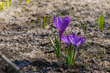 purple spring crocus flowers