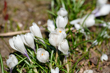 white spring crocus flowers