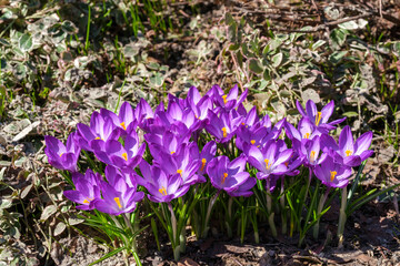 purple spring crocus flowers