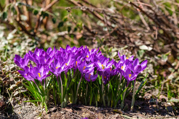 purple spring crocus flowers