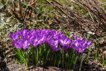 purple spring crocus flowers