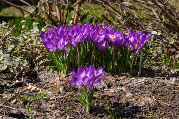 purple crocus flowers