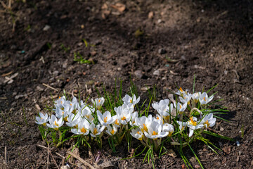white spring crocus flowers