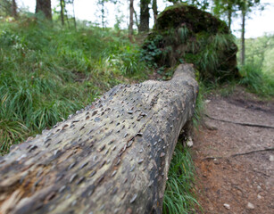 Coins Banged into a Fallen Tree, Presumably for Luck or a Wish.