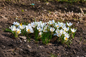 white spring crocus flowers