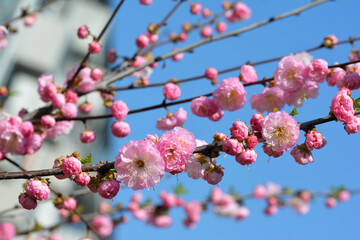 Gałązka z różowymi pękami wiosennych kwiatów na tle nieba. © FotoDax