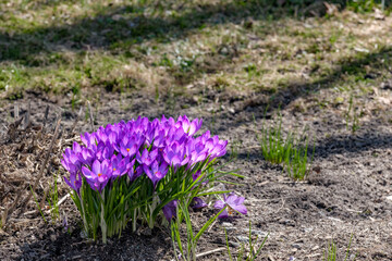 purple spring crocus flowers