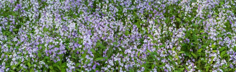 Violet orychophragmus. lavender field in the wind.	background