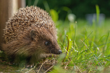 Hedgehog head close up. Day. The animal walks on the grass