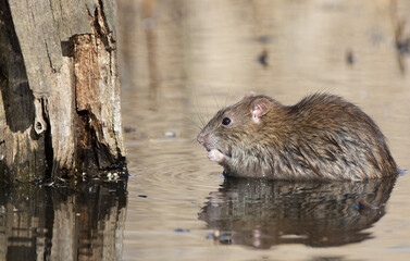 Brown Rat (rattus norvegicus) Eating in a Pond