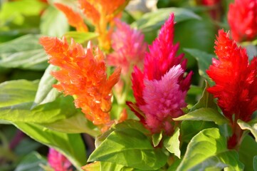 キモノケイトウ(園芸品種）混色