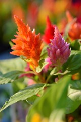 キモノケイトウ(園芸品種）ミックス植え