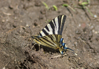 Scarce Swallowtail Butterfly (iphiclides podalirius)