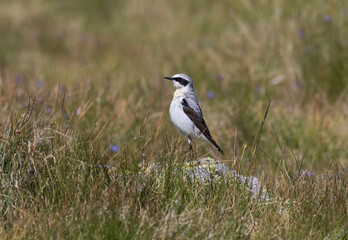 Male Northern Wheatear (Oenanthe oenanthe) in Breeding Plumage in a Meadow on a Rock.