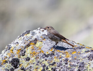 Female Black Redstart (Phoenicurus ochruros) With Insects for Young Standing on a Lichen Covered Rock in Central Spain.