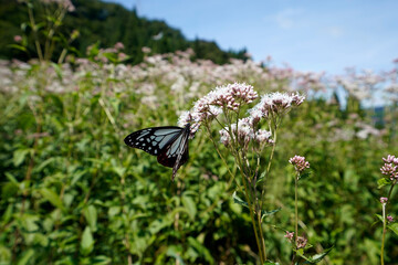 渡をする蝶で知られるアサギマダラの舞う里