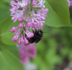Bumblebee Bombus hortorum on a flower. Close up. Chernobyl