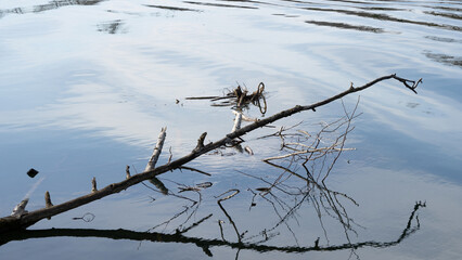 Birch branch half submerged in the river