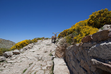 A Male Gredos Ibex (Capra pyrenaica victoriae) Guarding a Footpath in the Mountains.