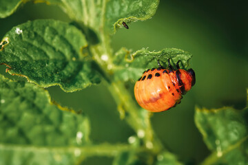 Larva of colorado potato beetle. 4th instar stage of larva. Leptinotarsa decemlineata. Red larva crawling and eating green potato leaves. Pests invasion, parasite destroy potato plants, farm damage