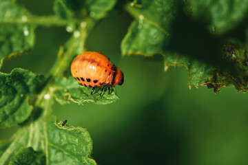 Red larva crawling and eating green potato leaves. Larva of colorado potato beetle. 4th instar stage of larva. Leptinotarsa decemlineata. Pests invasion, parasite destroy potato plants, farm damage