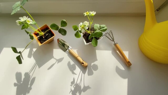 Planting strawberry seedlings on window sill. Rake, shovel and watering can. Home gardening.