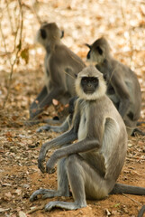 Group of gray langur monkeys sitting on the ground